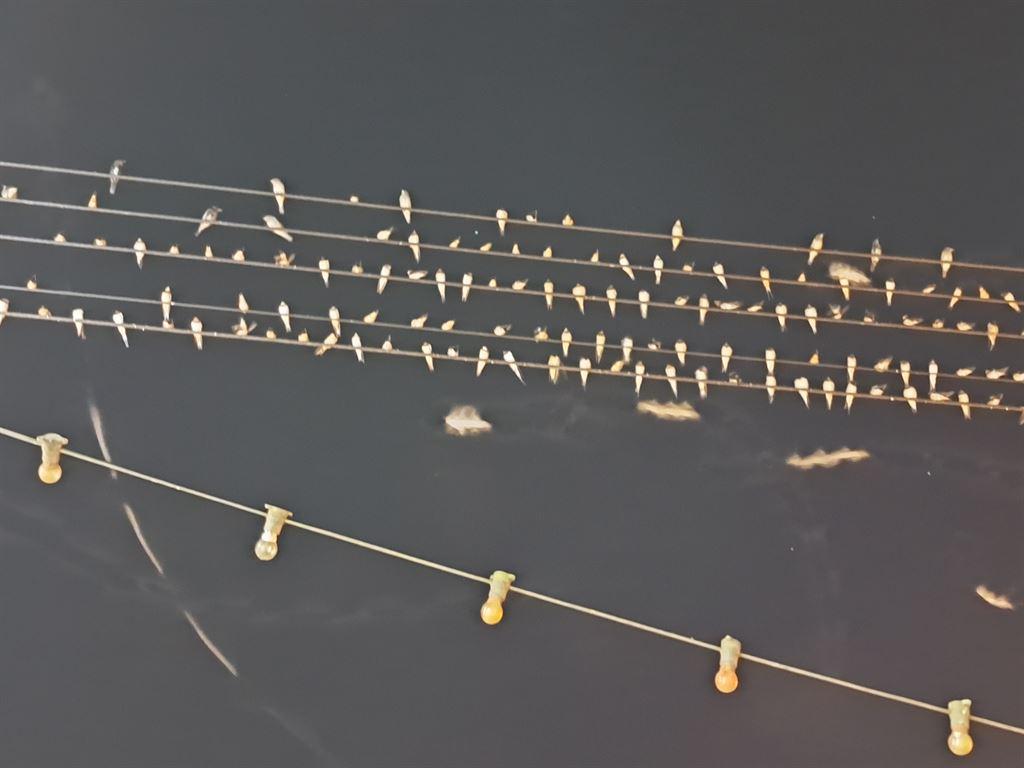 birds2