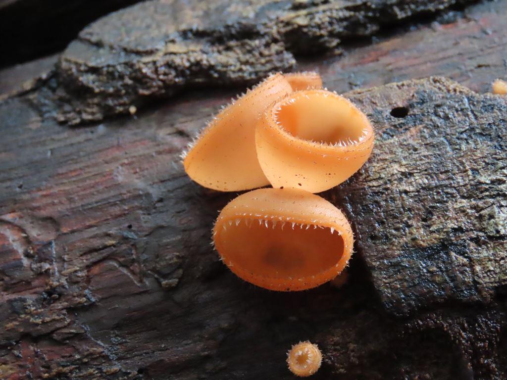 fungus