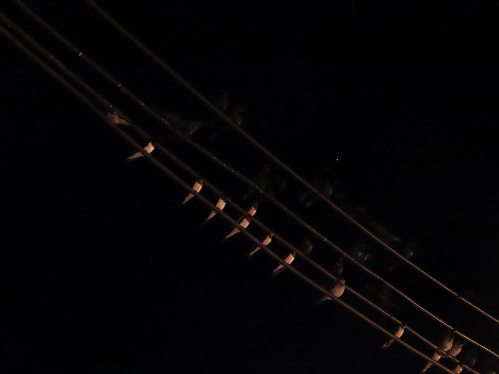 birds3