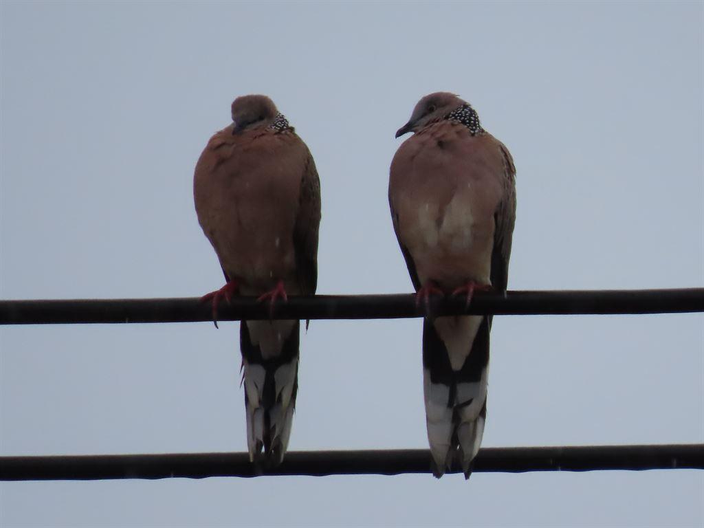 doves