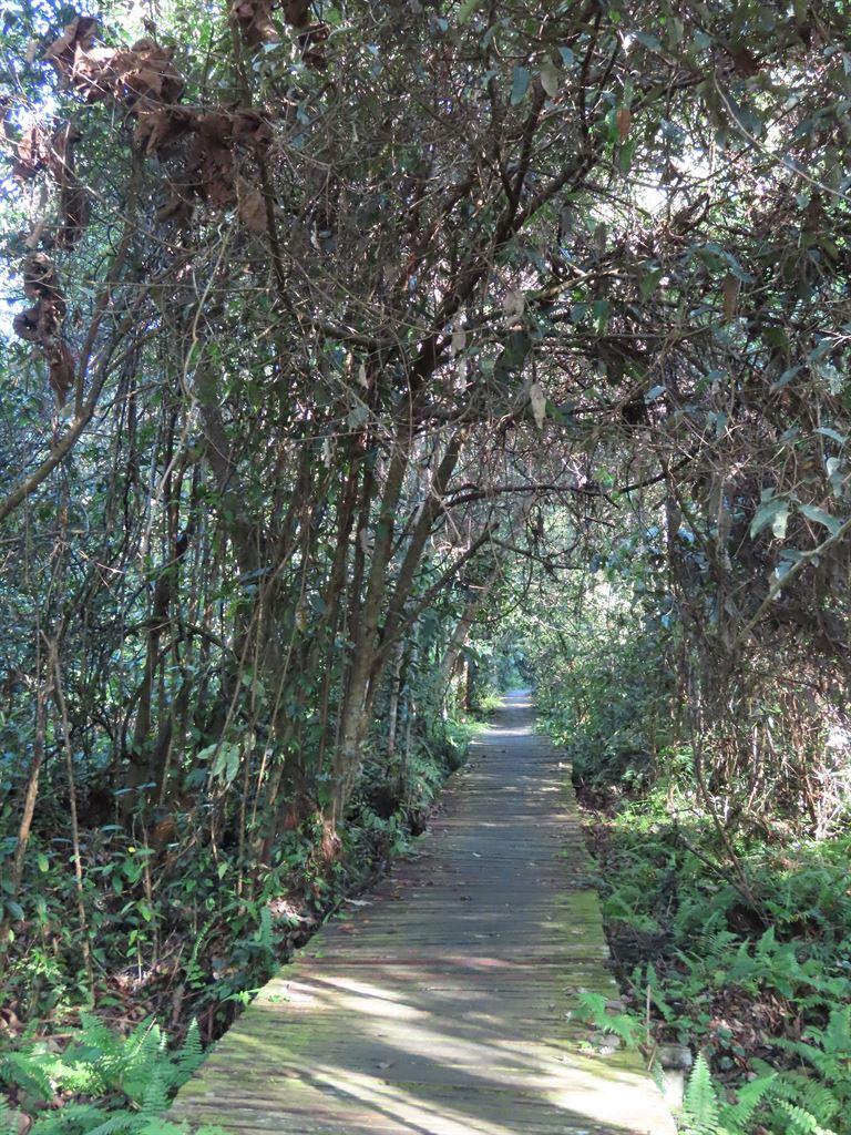 boardwalk