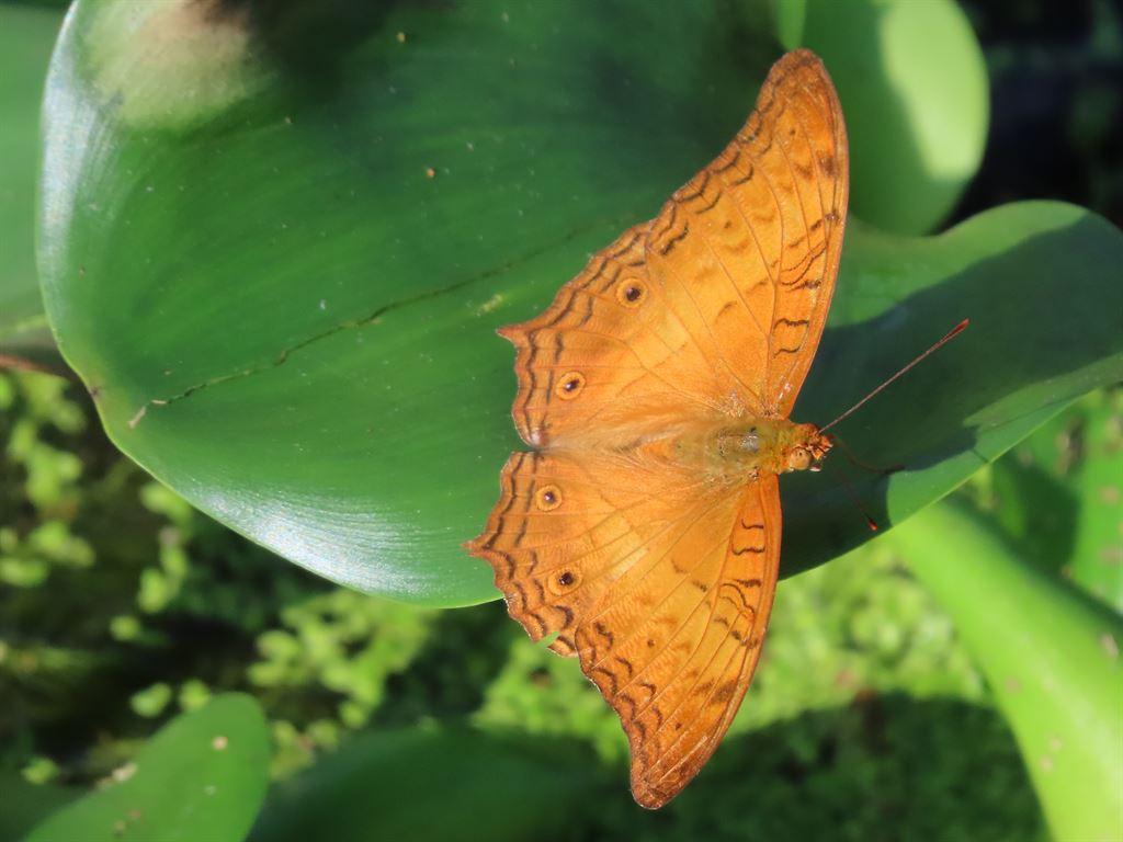 butterfly