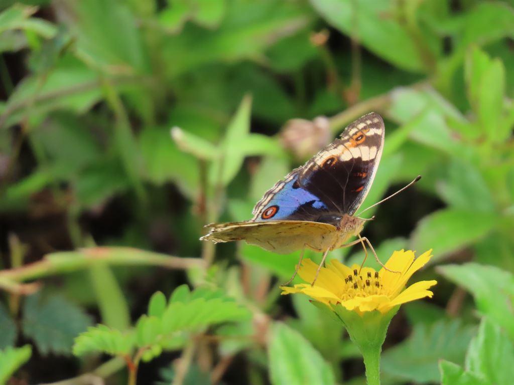 butterfly