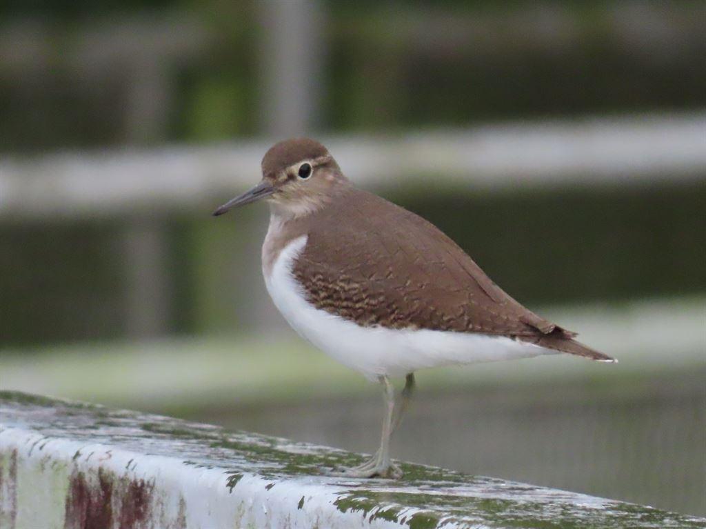 bird2