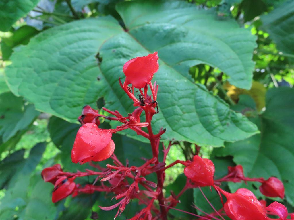 redflowers