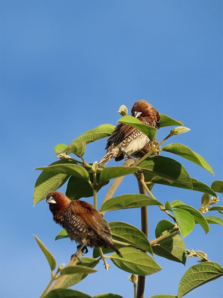 munia1