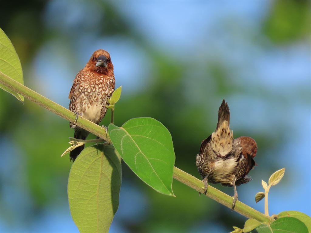 munia2
