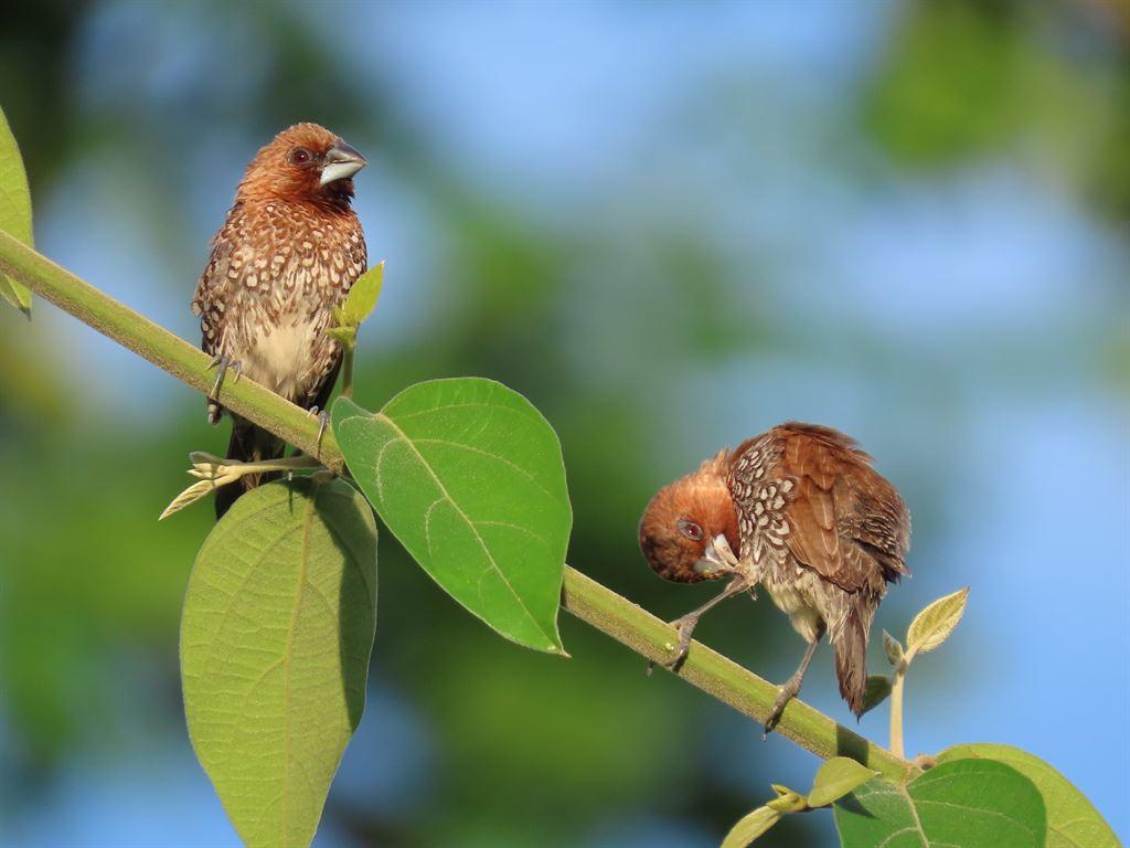 munia3