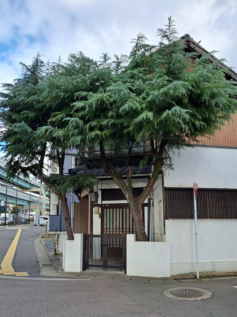 cornertrees