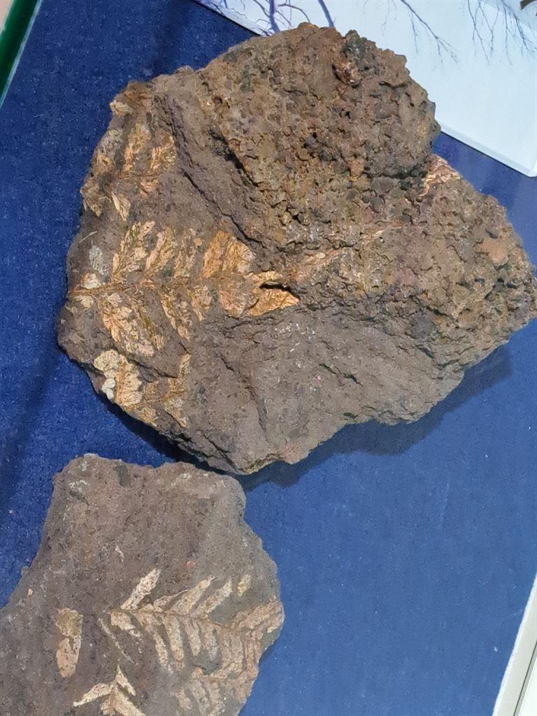 fossils