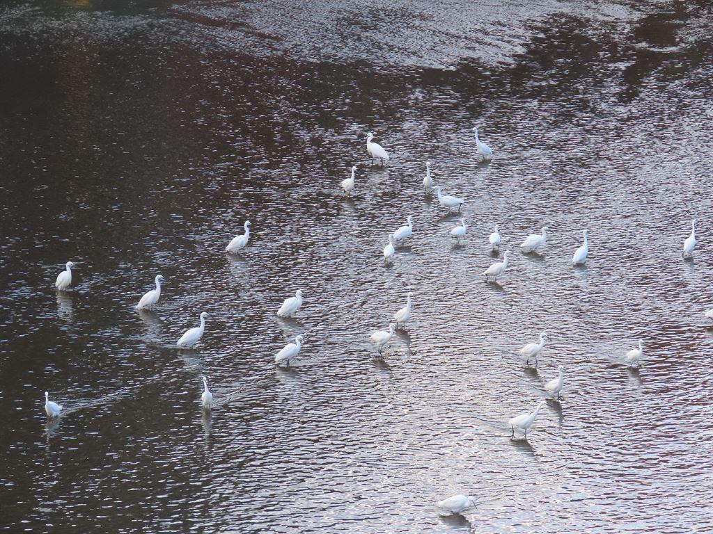 egrets1