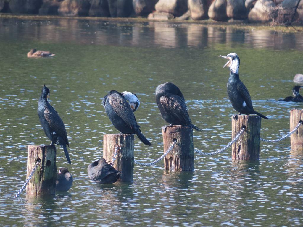 cormorants