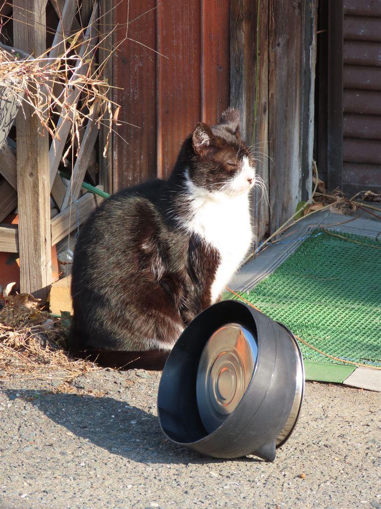 cat