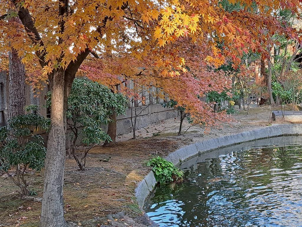foliage