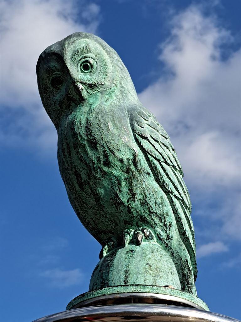 owl