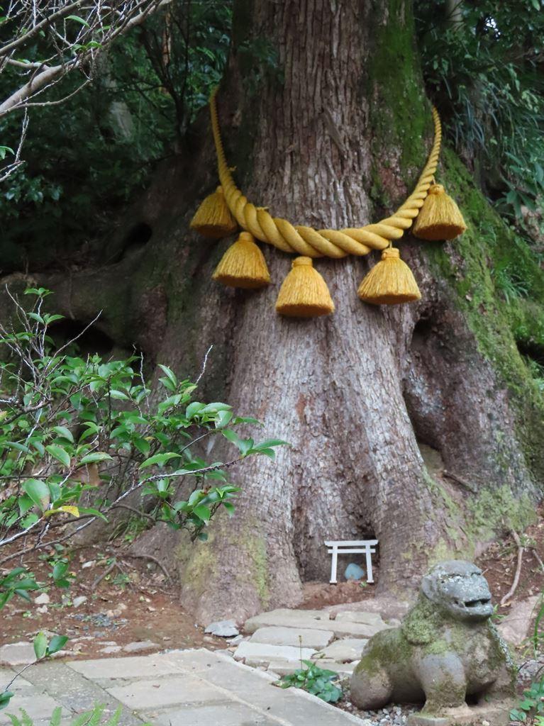 tree&rope