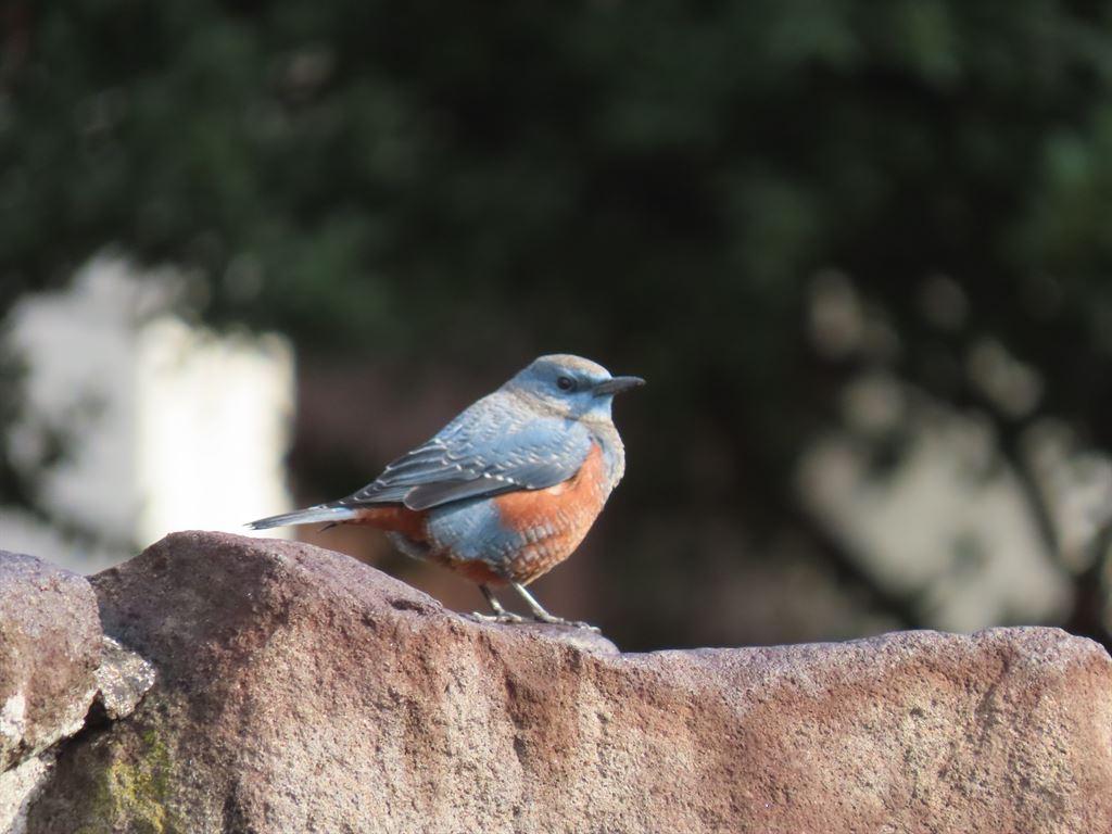 robin