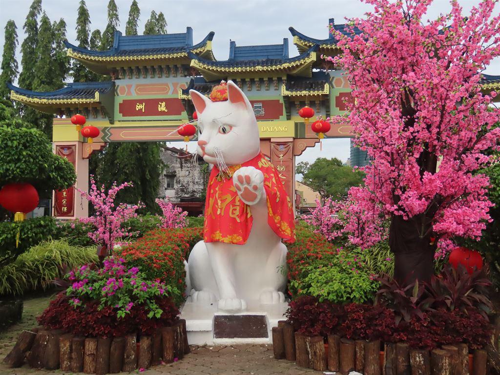 cat