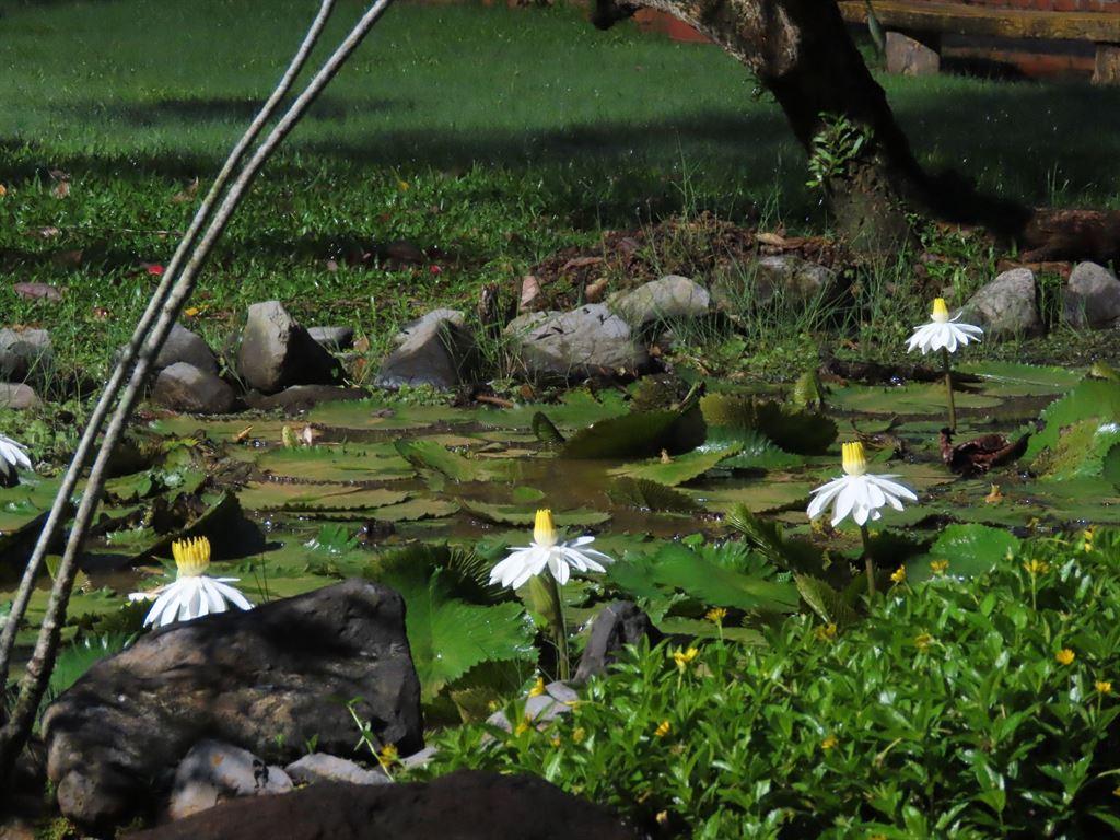 lilies