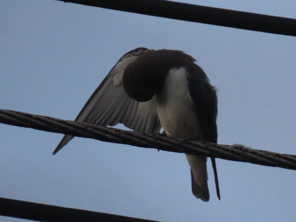 bird
