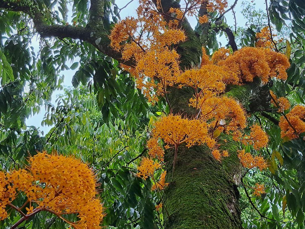 orangetree