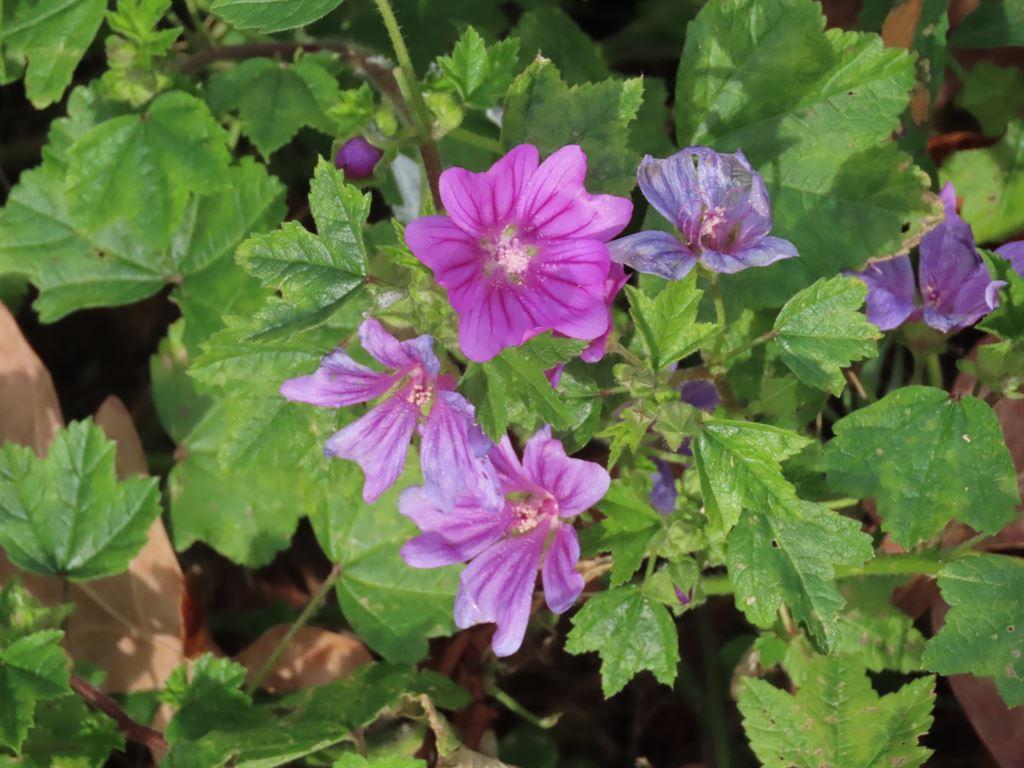 moreflowers