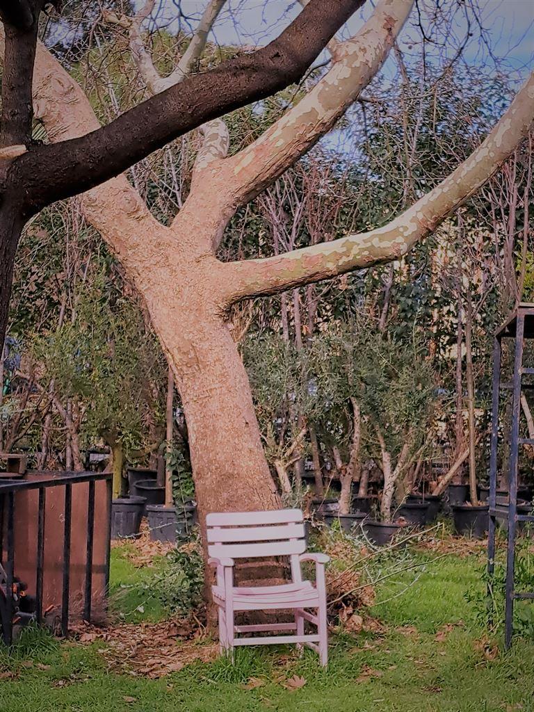 chairundertree