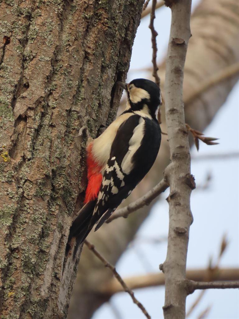 woodpecker2