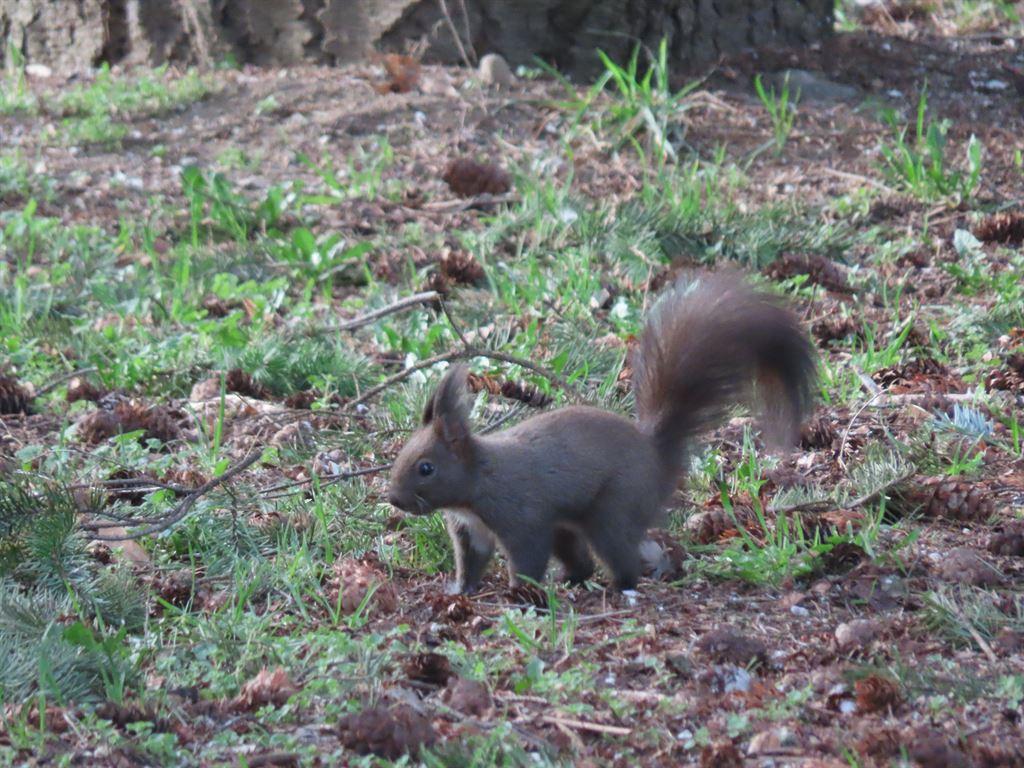 squirrel