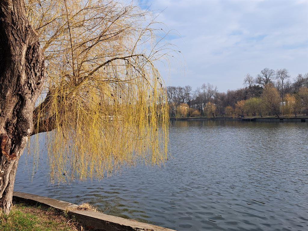 willow1