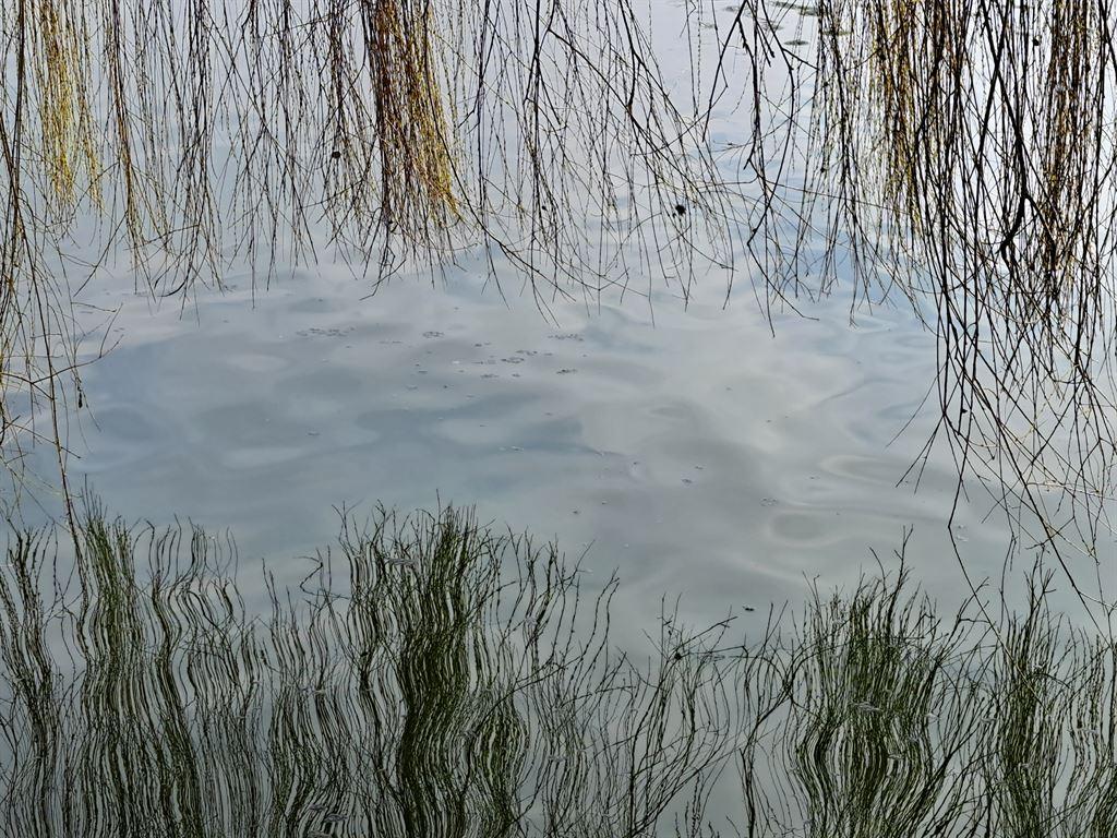 willow2