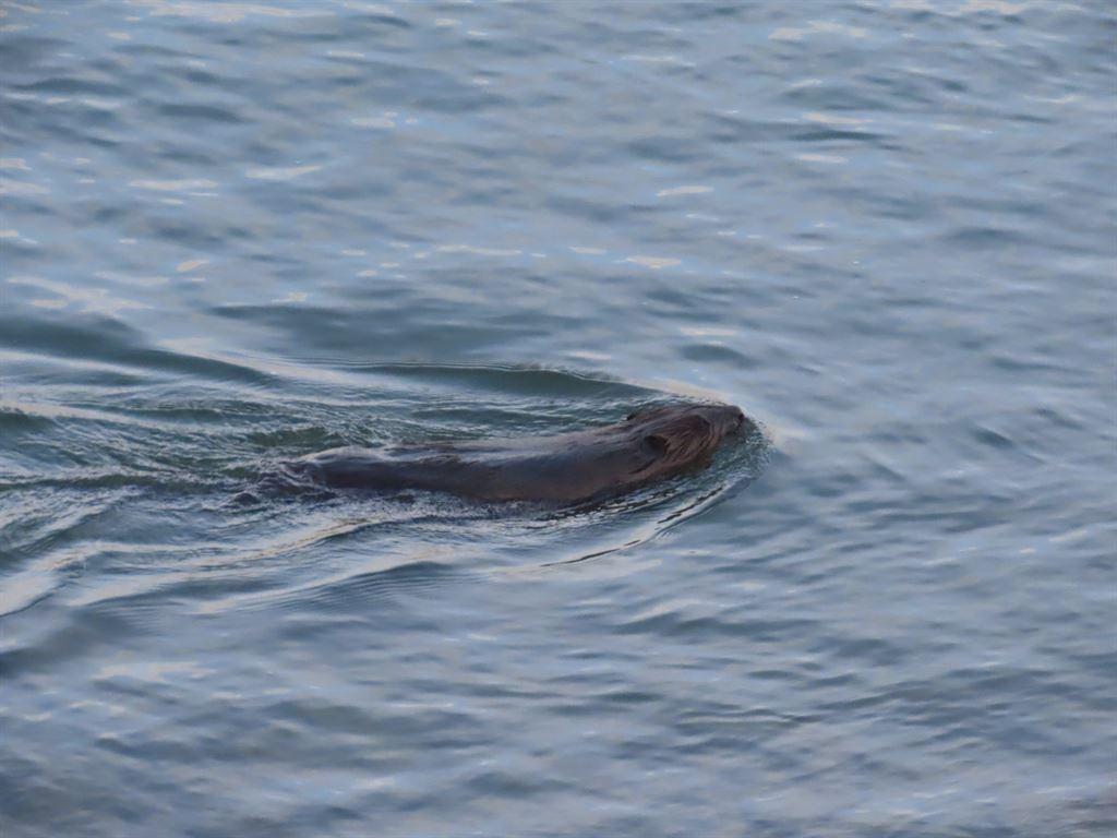 beaver1