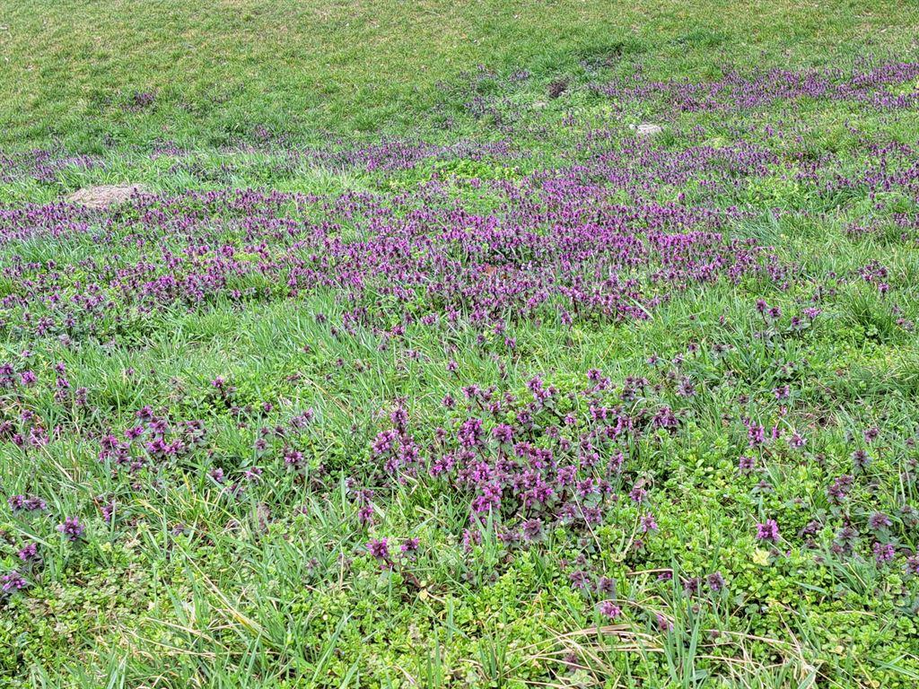 flowers3