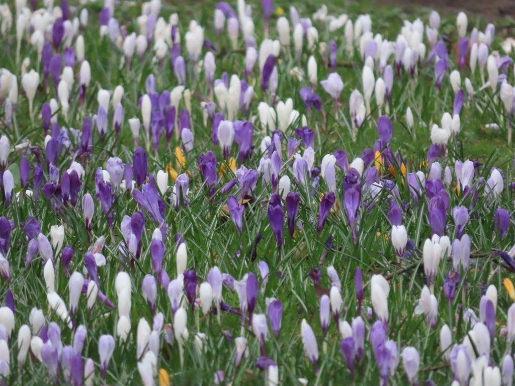 crocuses