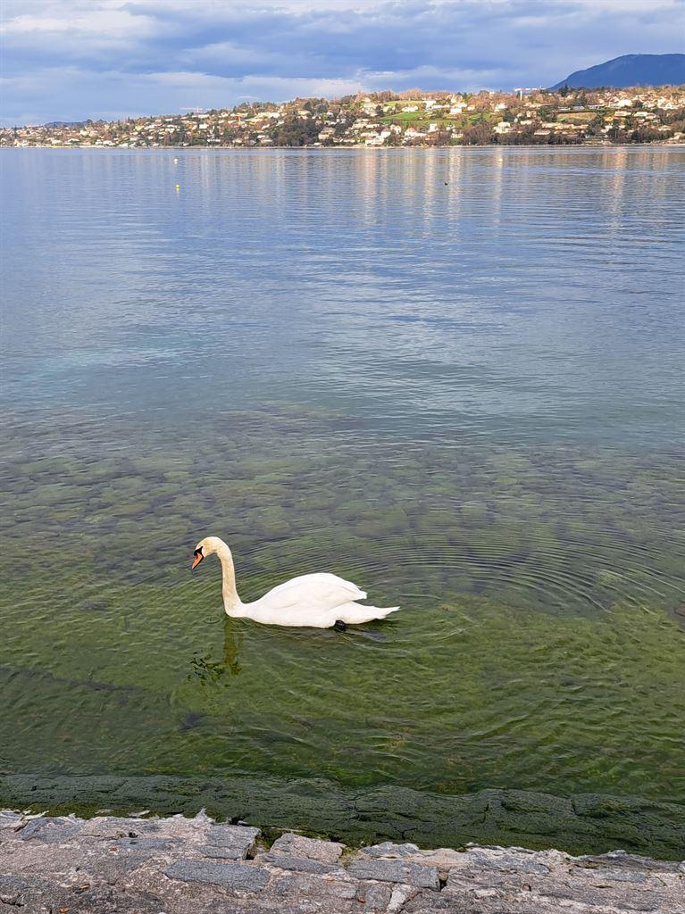 swan