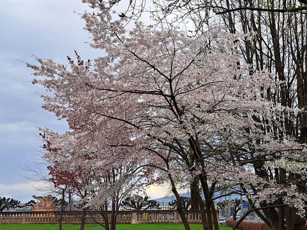 blossom