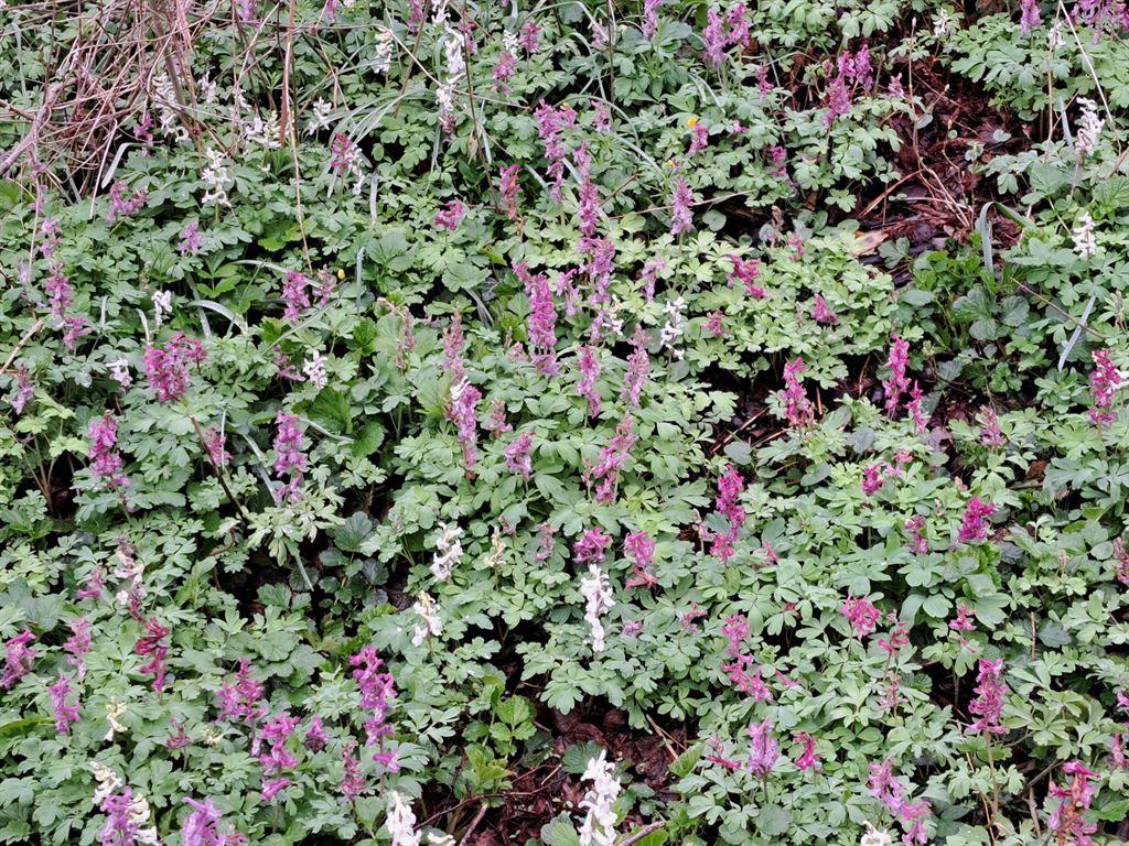 flowers4