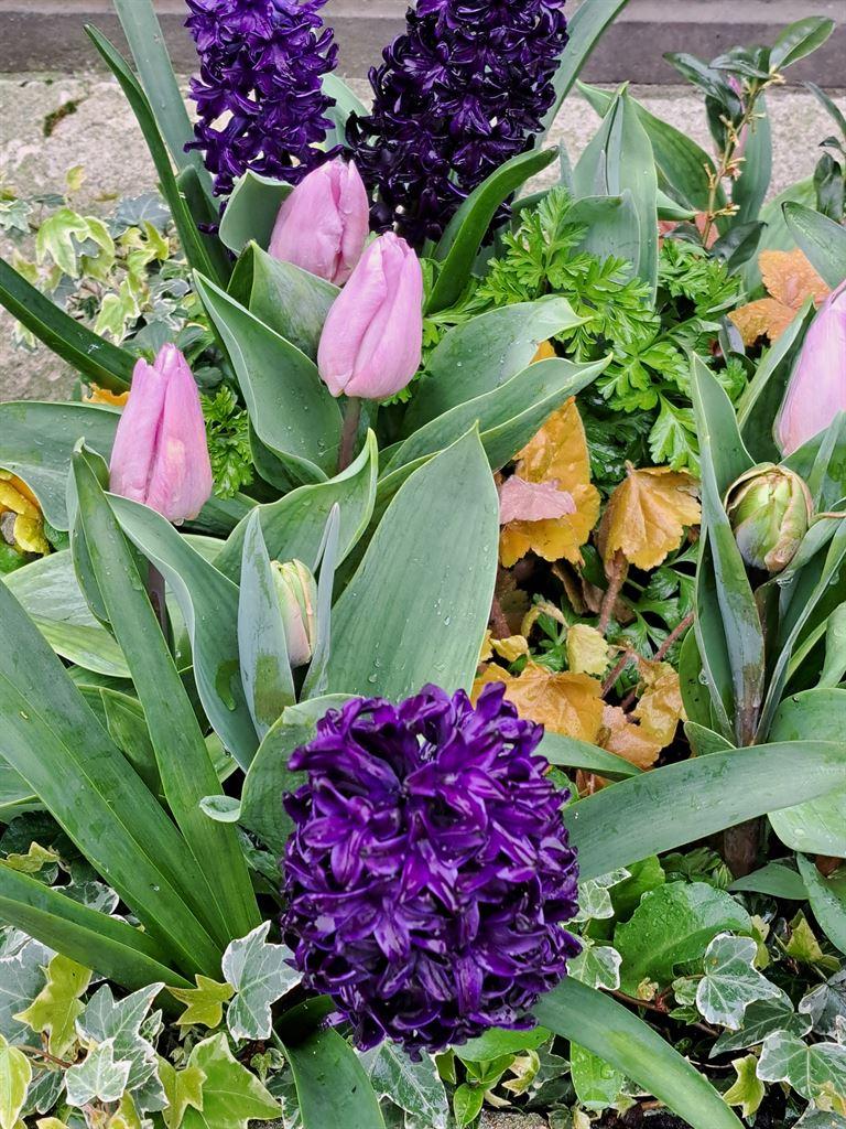 hyacinth