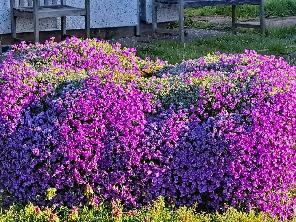 gardenflowers