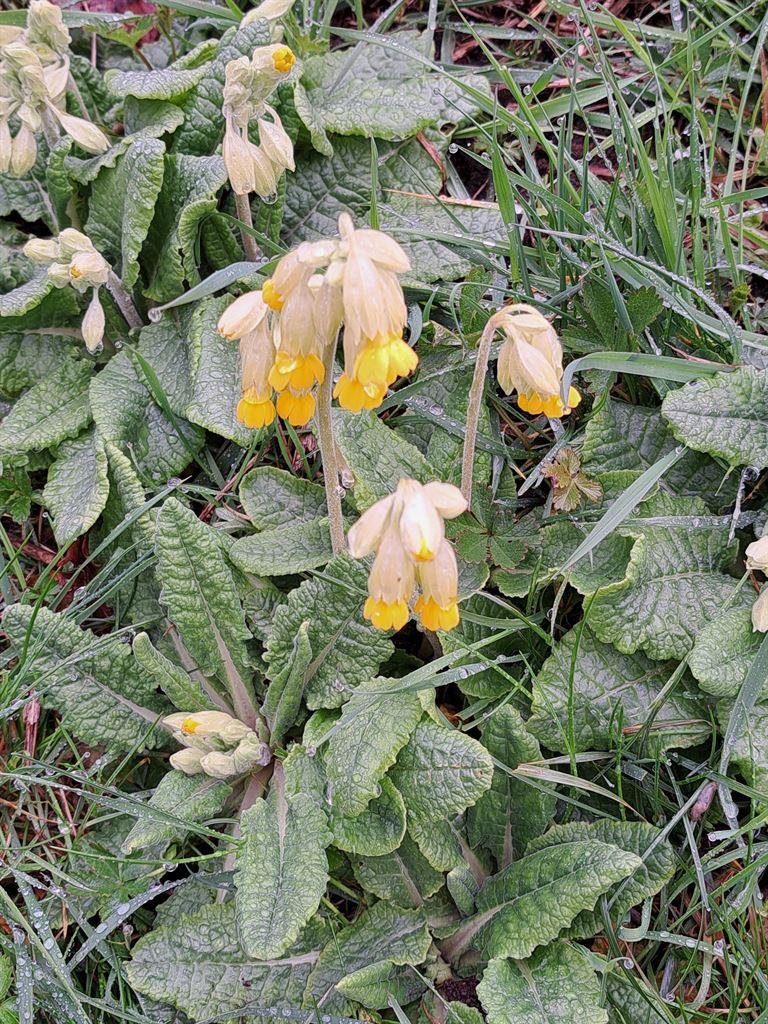 cowslips
