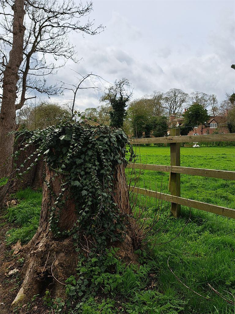 stump&fence