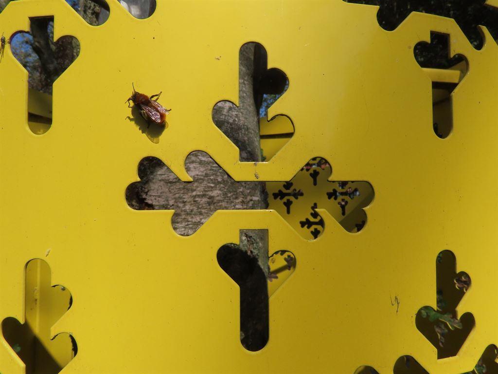 yellowdetail
