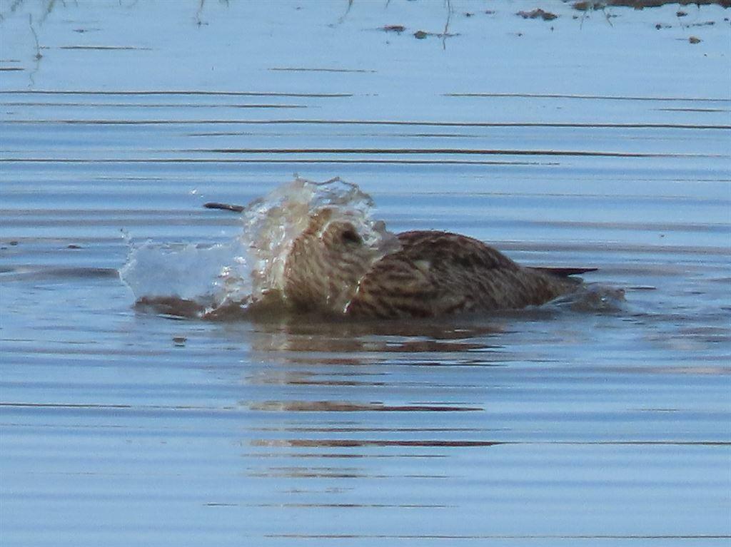 curlew2