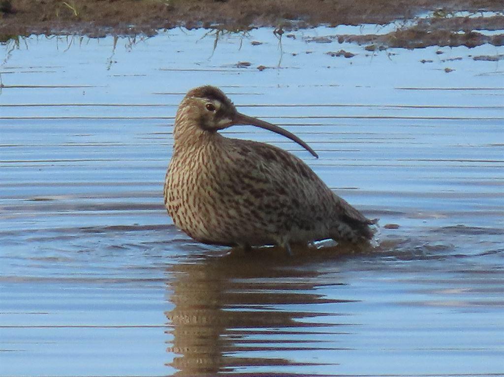 curlew1