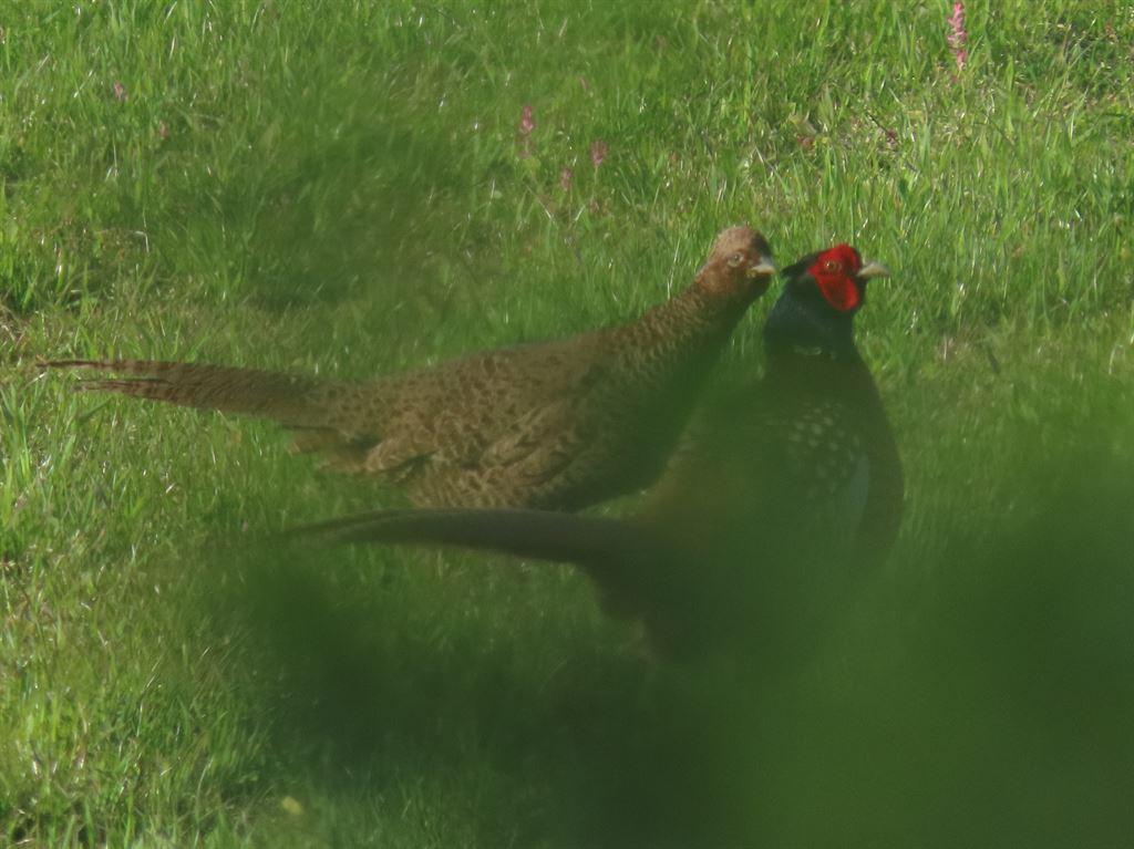 pheasants