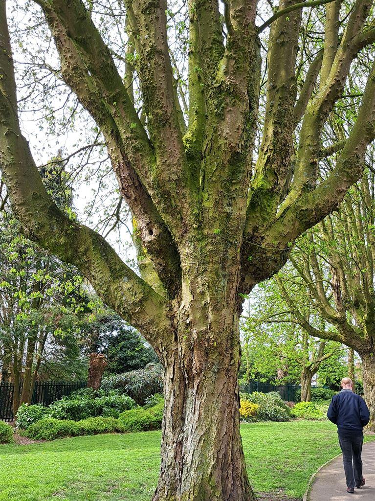 tree1