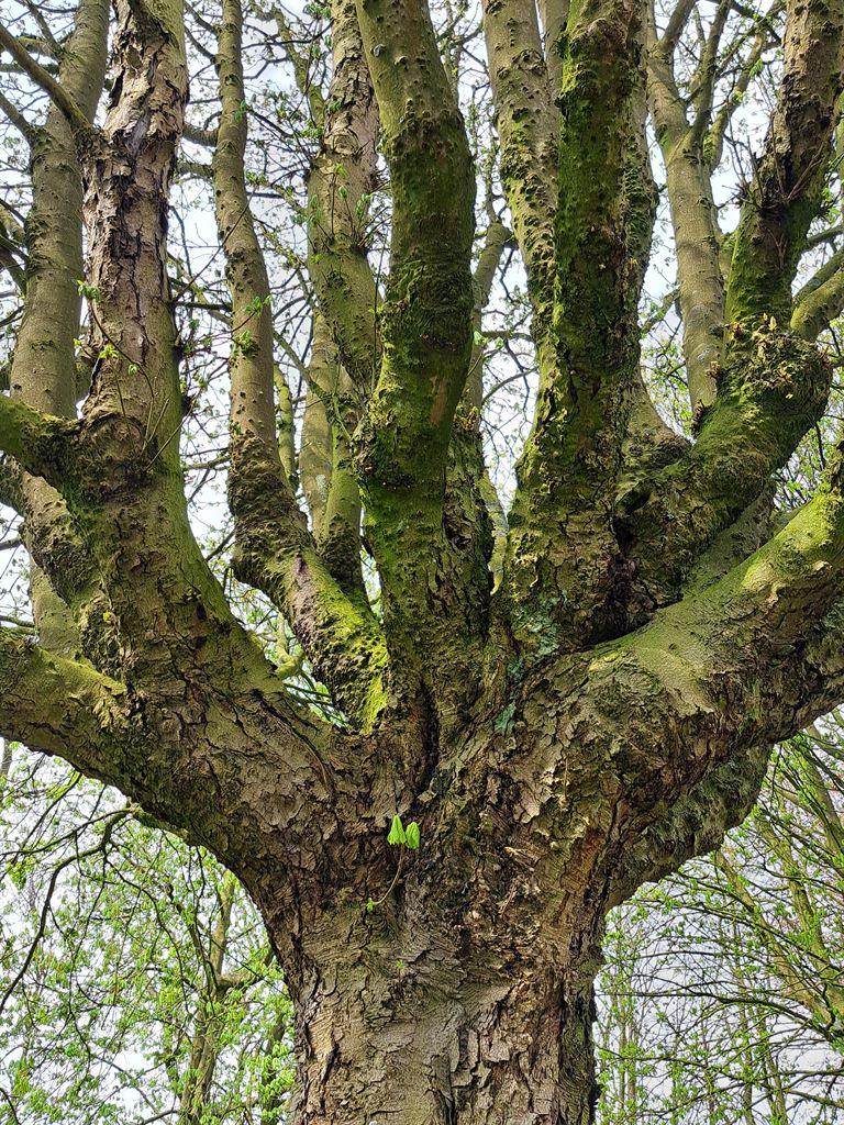 tree2