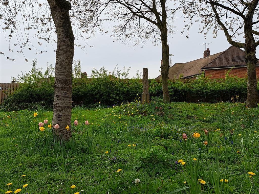 wildflowers