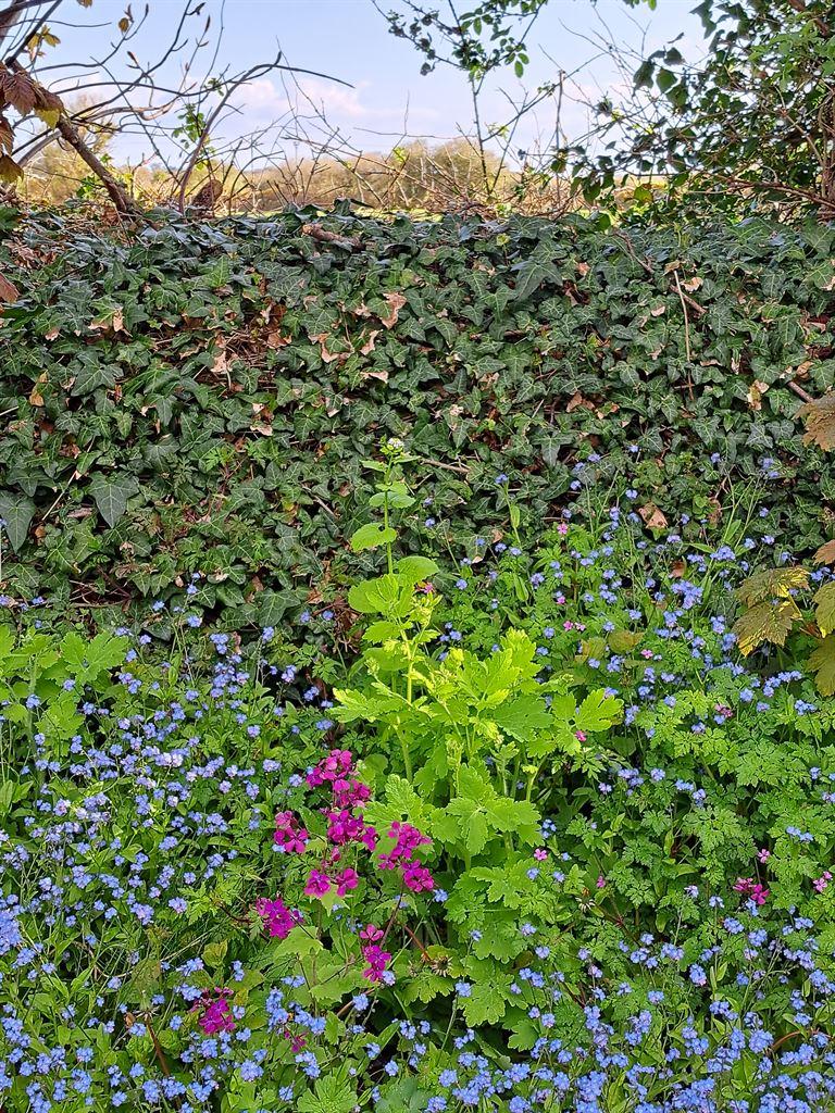 garden2
