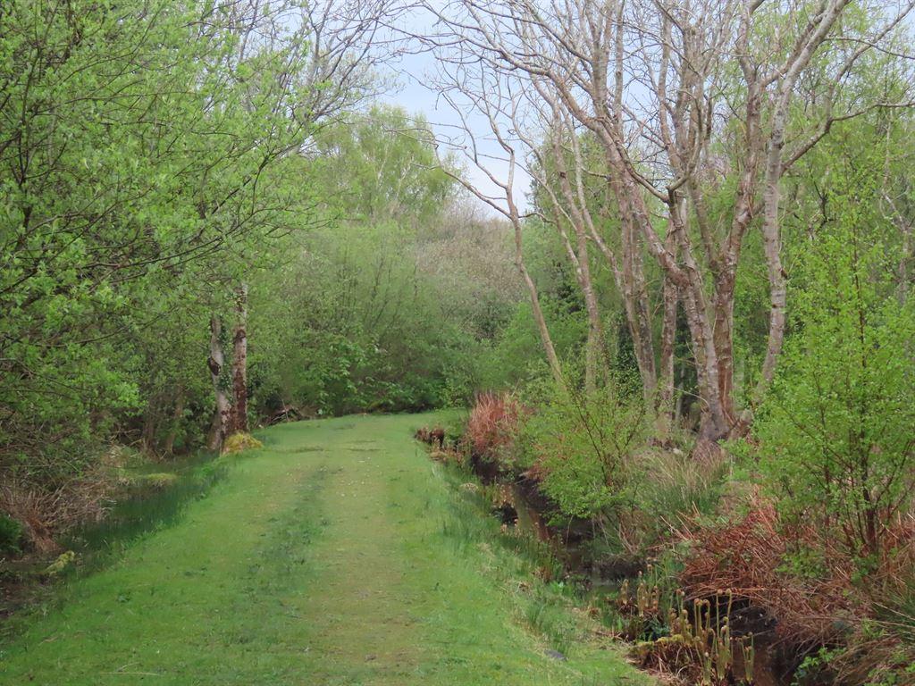 grassyroad